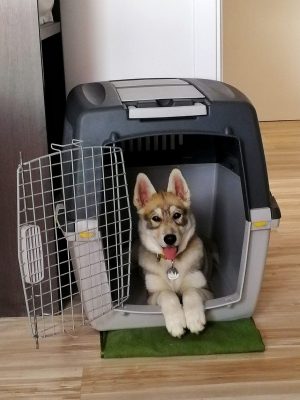 Runa transportín